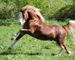 horse Daimond (Welsh mountain pony (SEK.A), 2012, from Blaenau Denver)