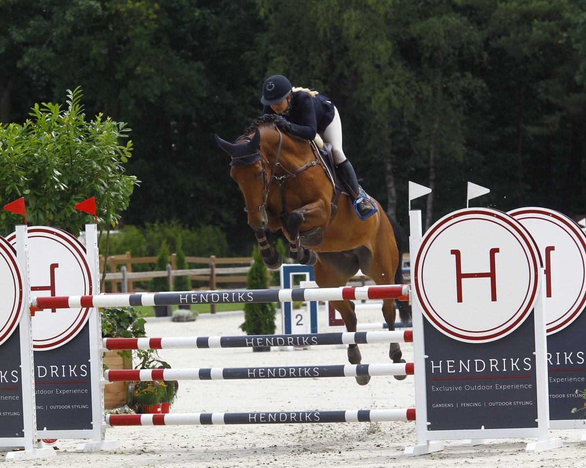 jumper Nordlicht 64 (Oldenburg show jumper, 2016, from Vancouver d'Auvray)