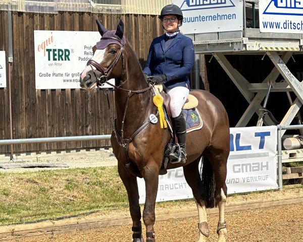 jumper Oggy (Oldenburg show jumper, 2018, from Ogano Sitte)