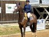 jumper Oggy (Oldenburg show jumper, 2018, from Ogano Sitte)