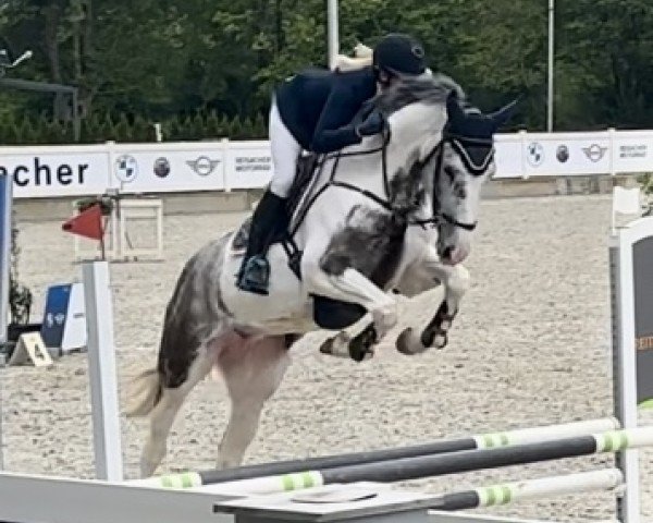 jumper Only Eyla R (anglo european sporthorse, 2019)