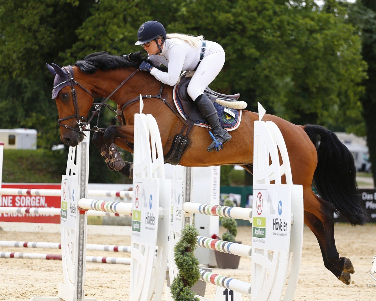 jumper Chavaro (Oldenburg show jumper, 2015, from Chacco-Blue)