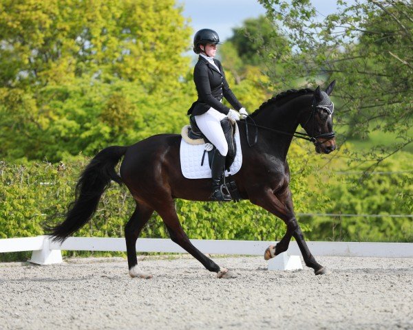 dressage horse Henning's Laurenzio (Hanoverian, 2012, from Lauries Crusador xx)