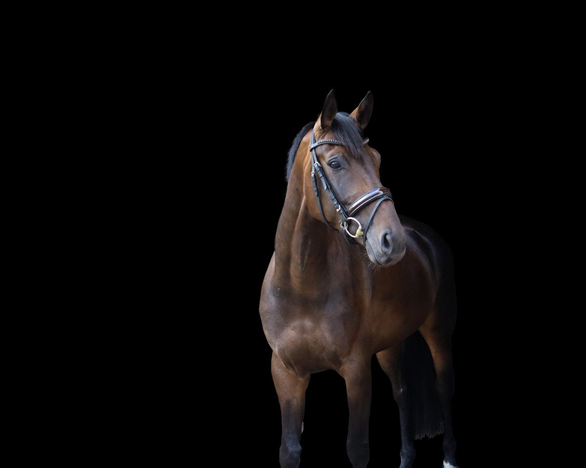 Dressurpferd Fashion's Rubin (Oldenburger, 2015, von Fashion Maker)