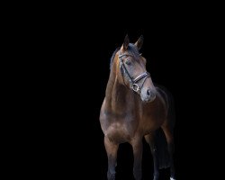 dressage horse Fashion's Rubin (Oldenburg, 2015, from Fashion Maker)