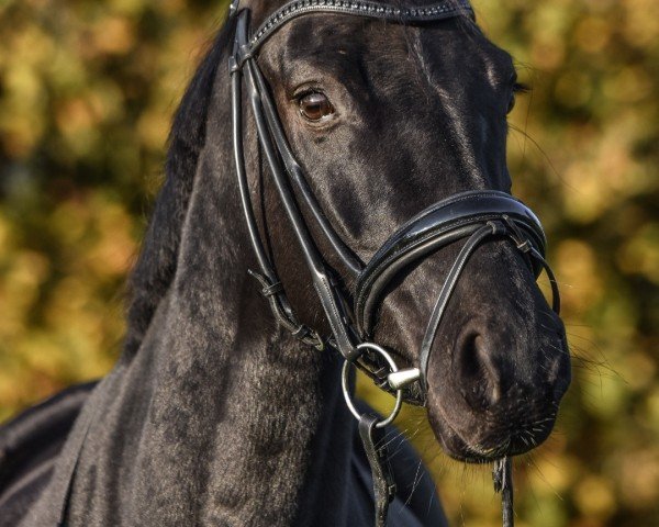 broodmare Fleur noire royale (Westphalian, 2018, from Fashion Maker)