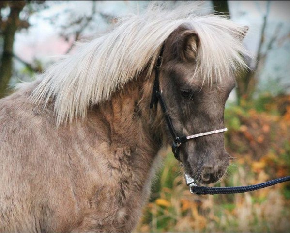 stallion Zeus vom Rindergraben (Shetland Pony, 2015, from Zero von Salza)