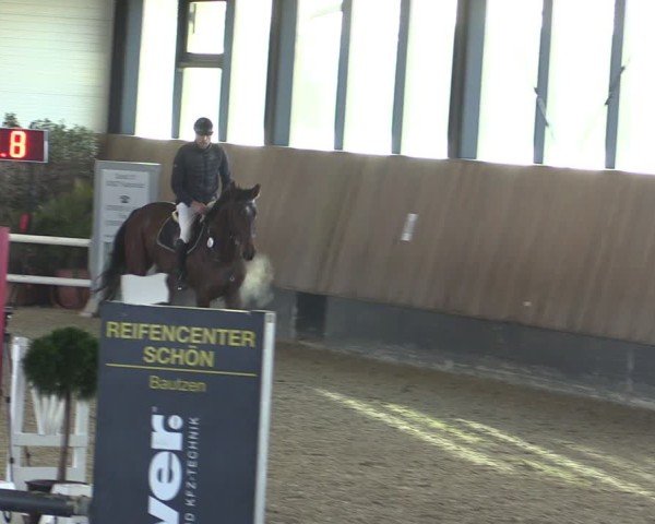 Reitturnier Zwickau 2024