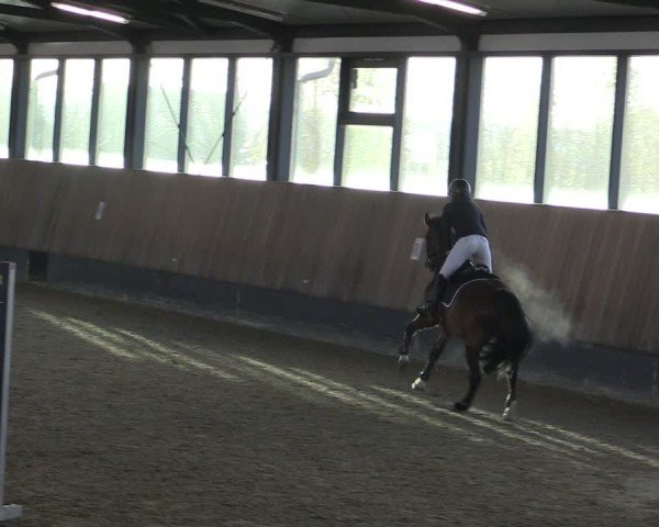 Reitturnier Zwickau 2024