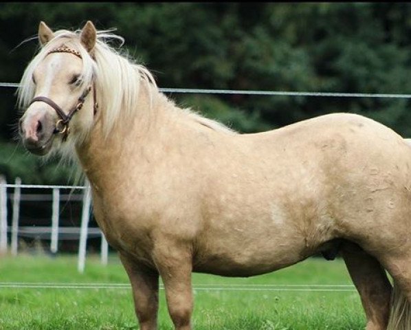 Pferd Xtra Gold vom Elsensee (Shetland Pony, 2014, von Xavarge)