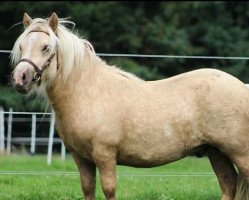 Pferd Xtra Gold vom Elsensee (Shetland Pony, 2014, von Xavarge)