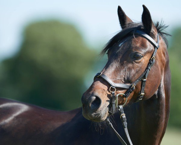 dressage horse Beerta (Oldenburg, 2012, from Rosengold)