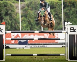 jumper Pedro van de Barlebuis (Belgian Warmblood, 2015, from Echo van het Spieveld)