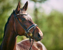 dressage horse Serafino 81 (Hanoverian, 2009, from Sarkozy 3)