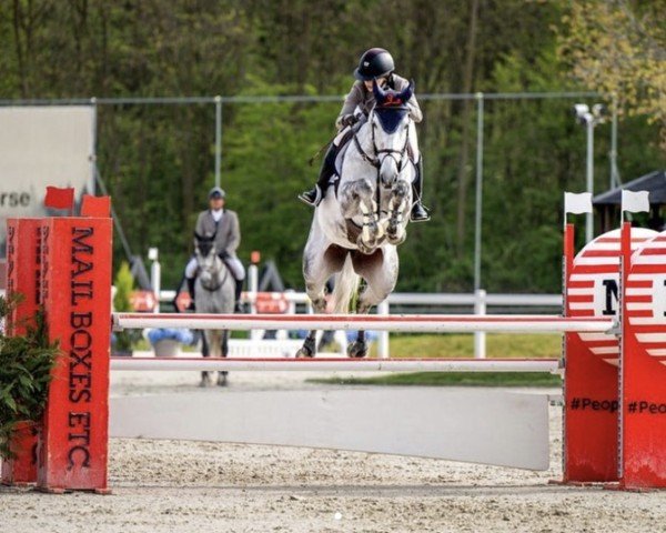 Springpferd Mokka van het Haringvliet (Anglo Europäisches Sportpferd, 2017, von Monte Bellini)