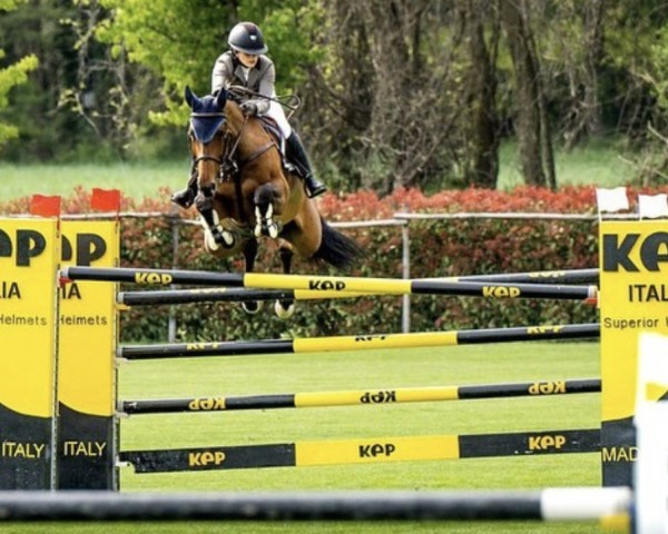 jumper Night Girl vd Heffinck (Belgian Warmblood, 2013, from Tornesch)