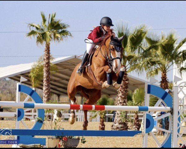 jumper Balounet (Oldenburg show jumper, 2013, from Balou du Rouet)