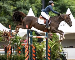 jumper La Divine W Z (Zangersheide riding horse, 2008, from Level Z)