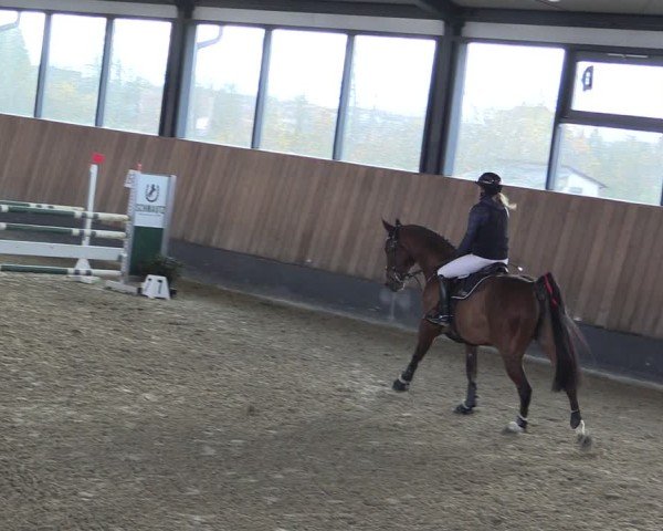 Reitturnier Zwickau 2024