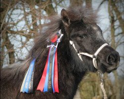 Deckhengst Impressed von Kessen (Shetland Pony, 2015, von Wellenberg I-Punkt)