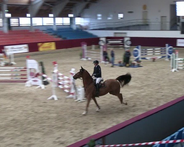 Reitturnier Neustadt/Dosse - Graf von Lindenau-Halle 2024