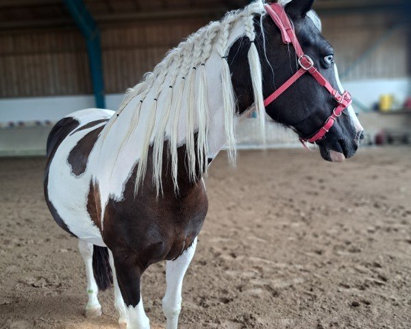 dressage horse Dream of Ora (German Riding Pony, 2018, from Dark Highlight AT)