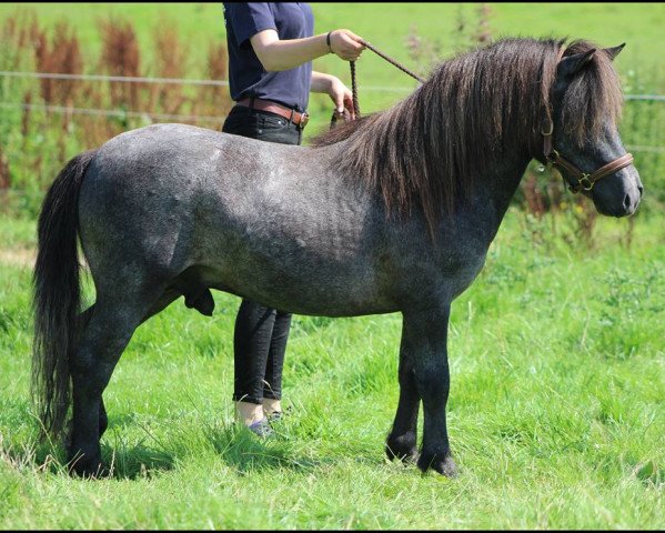 Deckhengst Ikarus von Kessen (Shetland Pony, 2014, von Wellenberg I-Punkt)