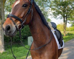 dressage horse Bonami 7 (Oldenburg, 2014, from Bon Bravour)