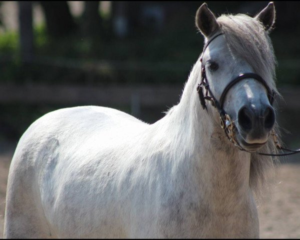 Dressurpferd Goliath (Shetland Pony, 2012, von Goldenboy)