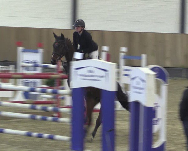 Reitturnier Zwickau 2024
