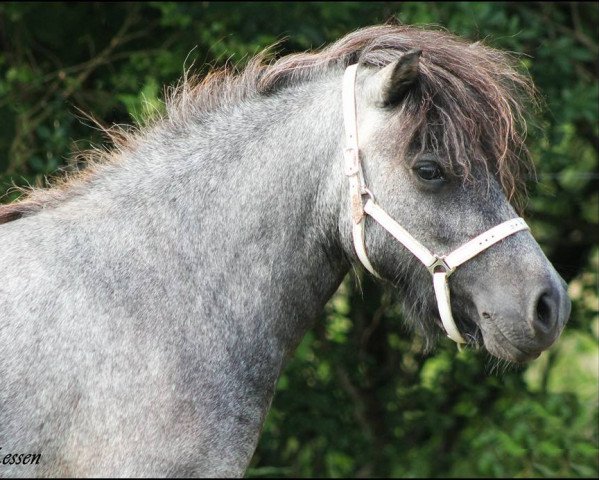 Zuchtstute Goldstück vom Elsensee (Shetland Pony, 2013, von Wellenberg I-Punkt)