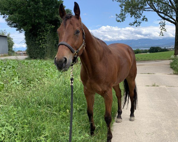 Pferd The Great Antares (Quarter Horse, 2008)