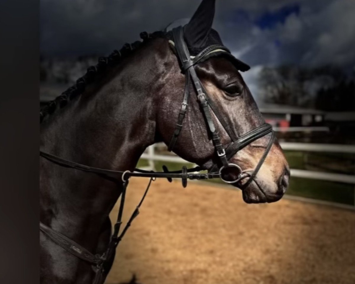 Springpferd Vagabondo (Hannoveraner, 2020, von Vagabond)