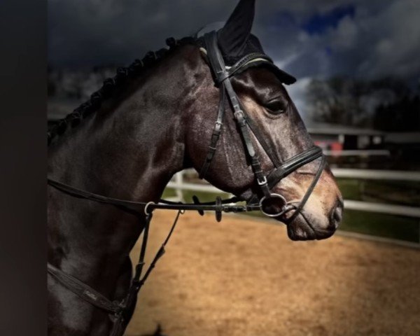 jumper Vagabondo (Hanoverian, 2020, from Vagabond)