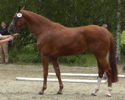 broodmare Quarta (Hanoverian, 2009, from Quaterback)