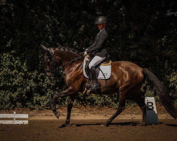 dressage horse Cleopatra Msuay (Pura Raza Espanola (PRE), 2016)