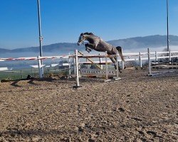 jumper Night Shift (KWPN (Royal Dutch Sporthorse), 2018, from Durango VDL)