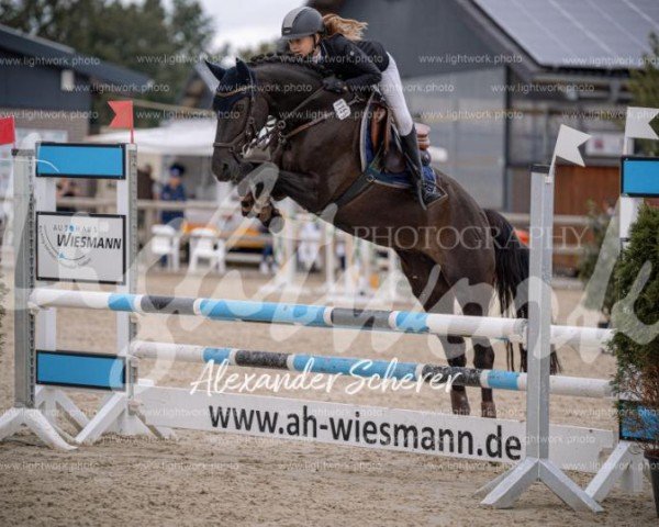 Zuchtstute Top Balina (Deutsches Reitpony, 2009, von Top Balino)