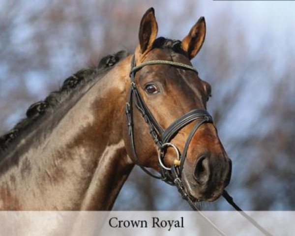 stallion Crown Royal (Hanoverian, 2011, from Christ)