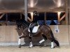 dressage horse For Dreaming (Hanoverian, 2019, from For Romance I)