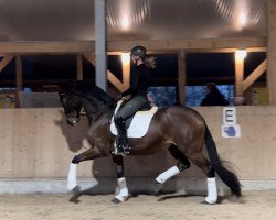 dressage horse For Dreaming (Hanoverian, 2019, from For Romance I)