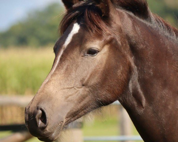 dressage horse Stute von Neverland WE / Vincent (German Riding Pony, 2023, from Neverland WE)