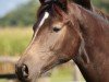 dressage horse Stute von Neverland WE / Vincent (German Riding Pony, 2023, from Neverland WE)