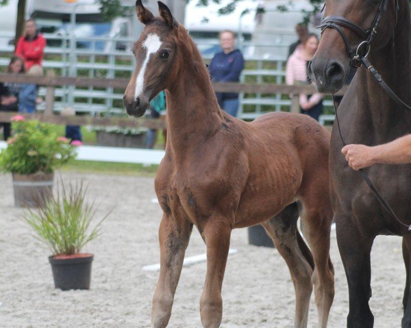 foal by Hengst von V-Power / Escolar (Hanoverian, 2024, from V-Power)