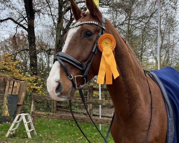 dressage horse Didi Deluxe (Hanoverian, 2020, from Da Costa)