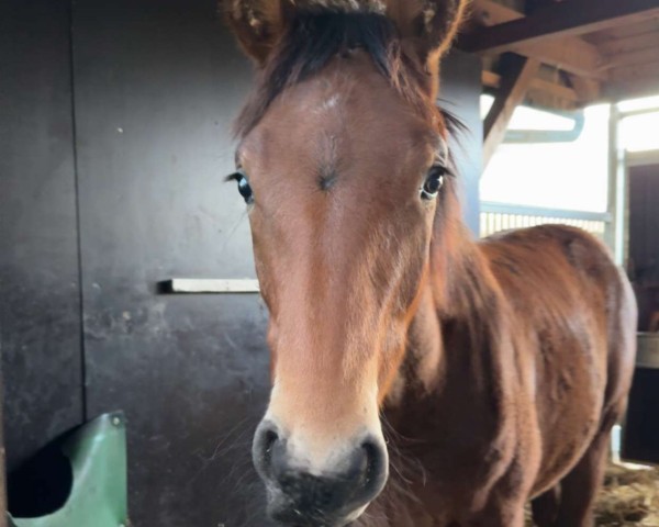 foal by Dante Pezi (Oldenburg show jumper, 2024, from Drako de Maugre)