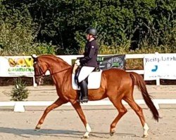 dressage horse Surprise du Jour 2 (Oldenburg, 2009, from Sir Donnerhall I)