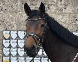 dressage horse Duneagle (German Sport Horse, 2018, from Durello)