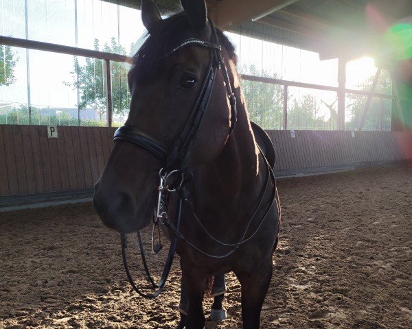 dressage horse First Lady 316 (Oldenburg, 2014, from Feu D'Or 2)