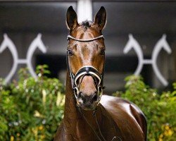 dressage horse Qing Diamond VEC (Hanoverian, 2022, from Quaterback)